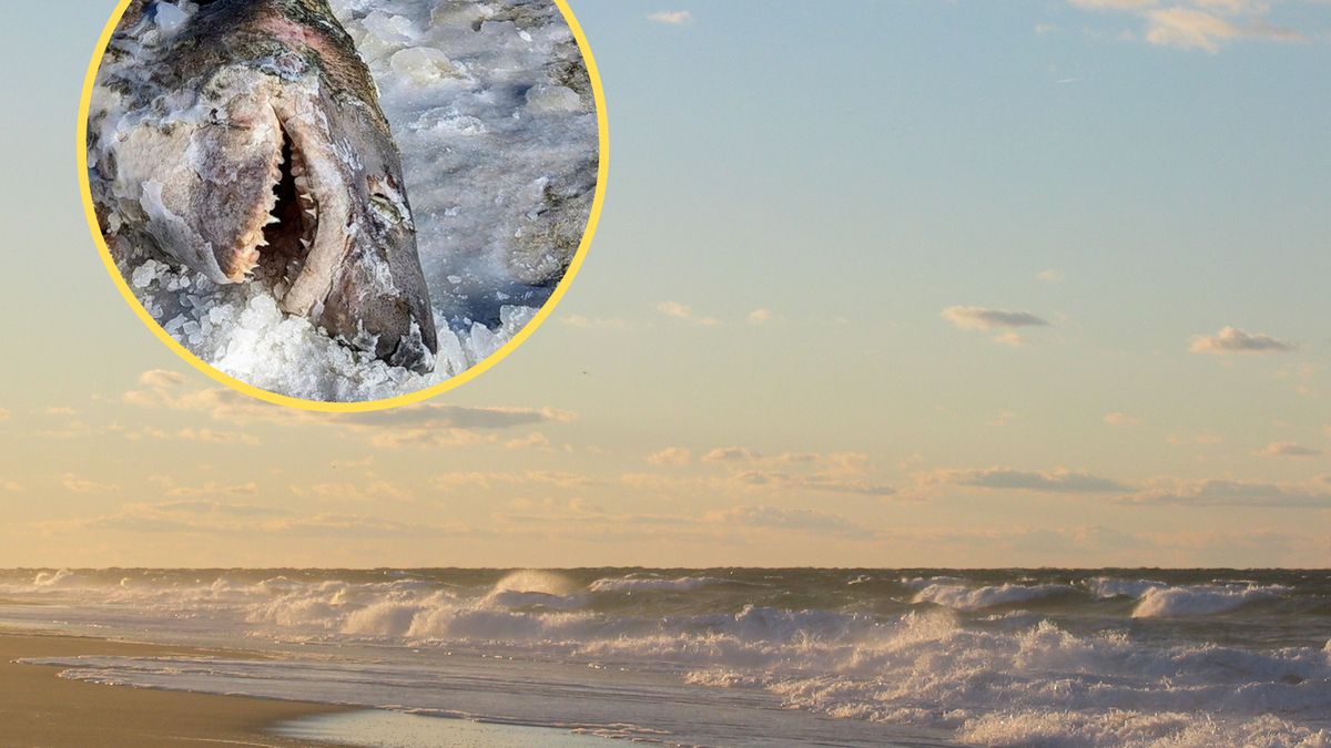 Dla Amie Medeiros nie był to codzienny widok