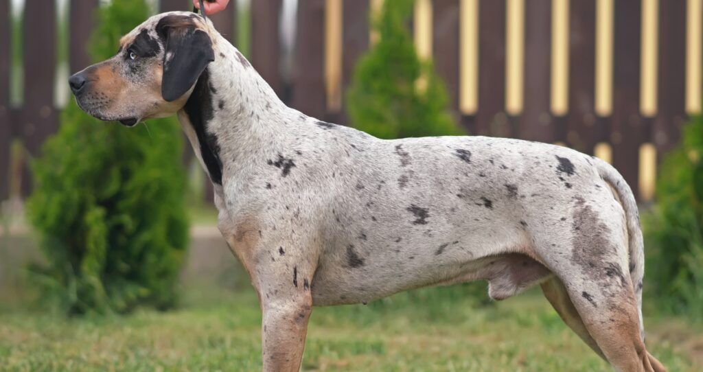 Catahoula Leopard Dog umaszczenie