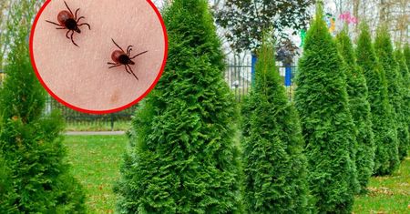 Kleszcze przestaną być problemem. Szybko sobie podziękujesz