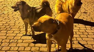 Rdzawka: Po wsi biegały agresywne psy. Interweniowała policja