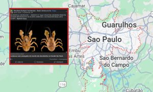 Trafili na dwa nowe gatunki skorupiaków. Niewiarygodne, gdzie żyły