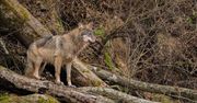 Stado wilków w Karkonoszach. Turyści nie powinni robić jednej rzeczy