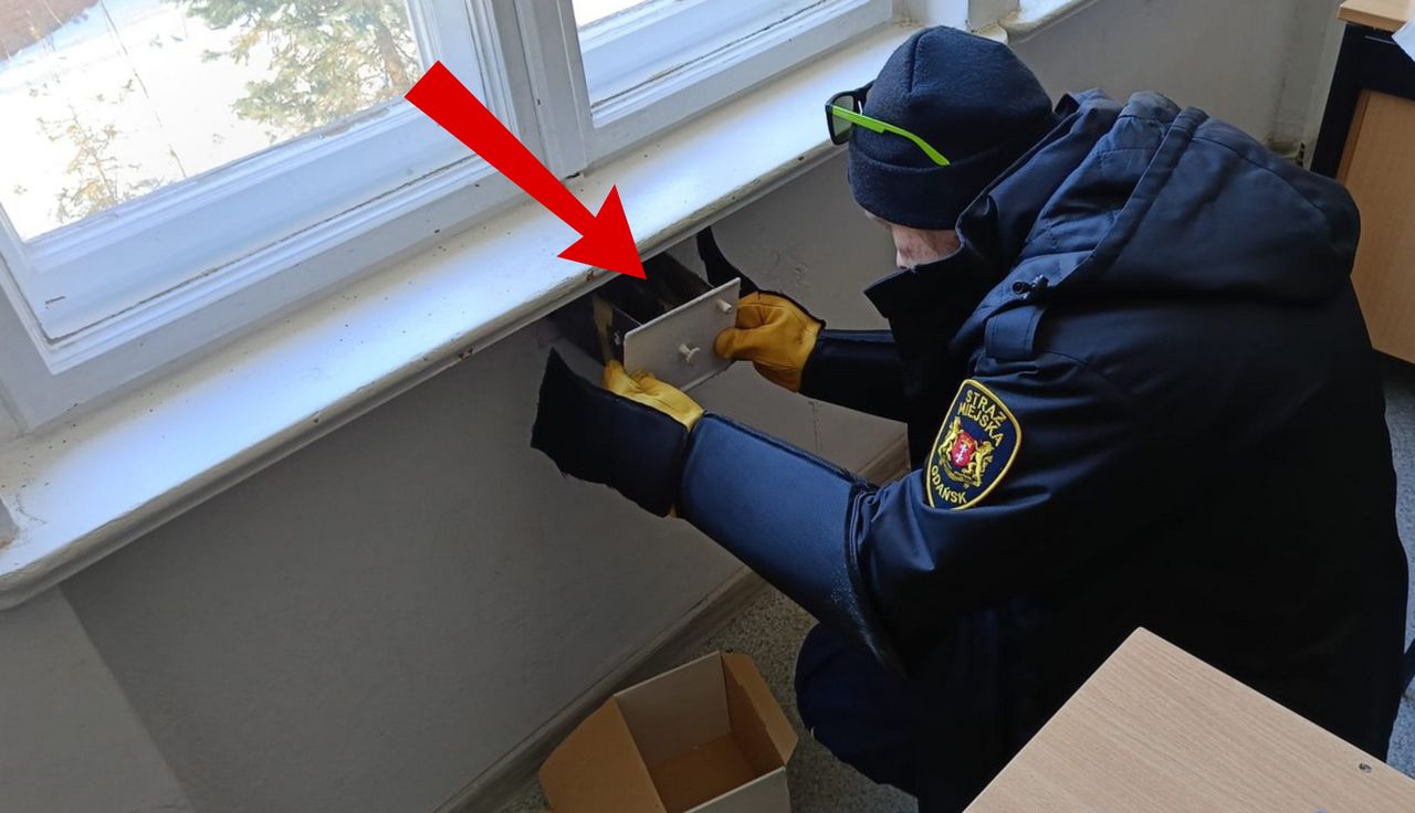 To nie myszy. Zajrzeli pod parapet. Nie do wiary, co znaleźli