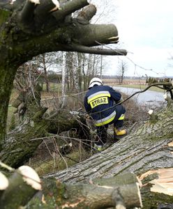 Wichura nad Polską. Połamane drzewa, zablokowane trasy