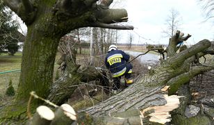 Wichura nad Polską. Połamane drzewa, zablokowane trasy