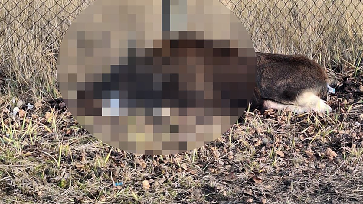 Dramatyczna śmierć małego łosia