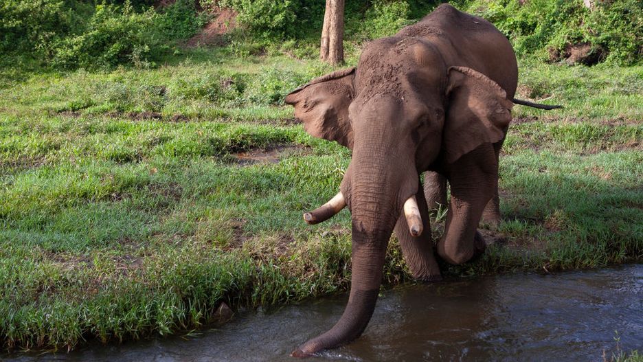 Parambikulam Wildlife Sanctuary In Tamil Nadu IndiaIndian Elephants at the Parambikulam Wildlife Sanctuary on 19th November 2009 in Palakkad, Tamil Nadu, India. (photo by Phil Clarke Hill/In Pictures via Getty Images)Phil Clarke Hillpalakkad, woods, conservation, ecology, wild animals, forest trees