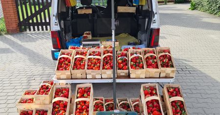 Kontrole truskawek w Polsce. Co sprawdzają inspektorzy?
