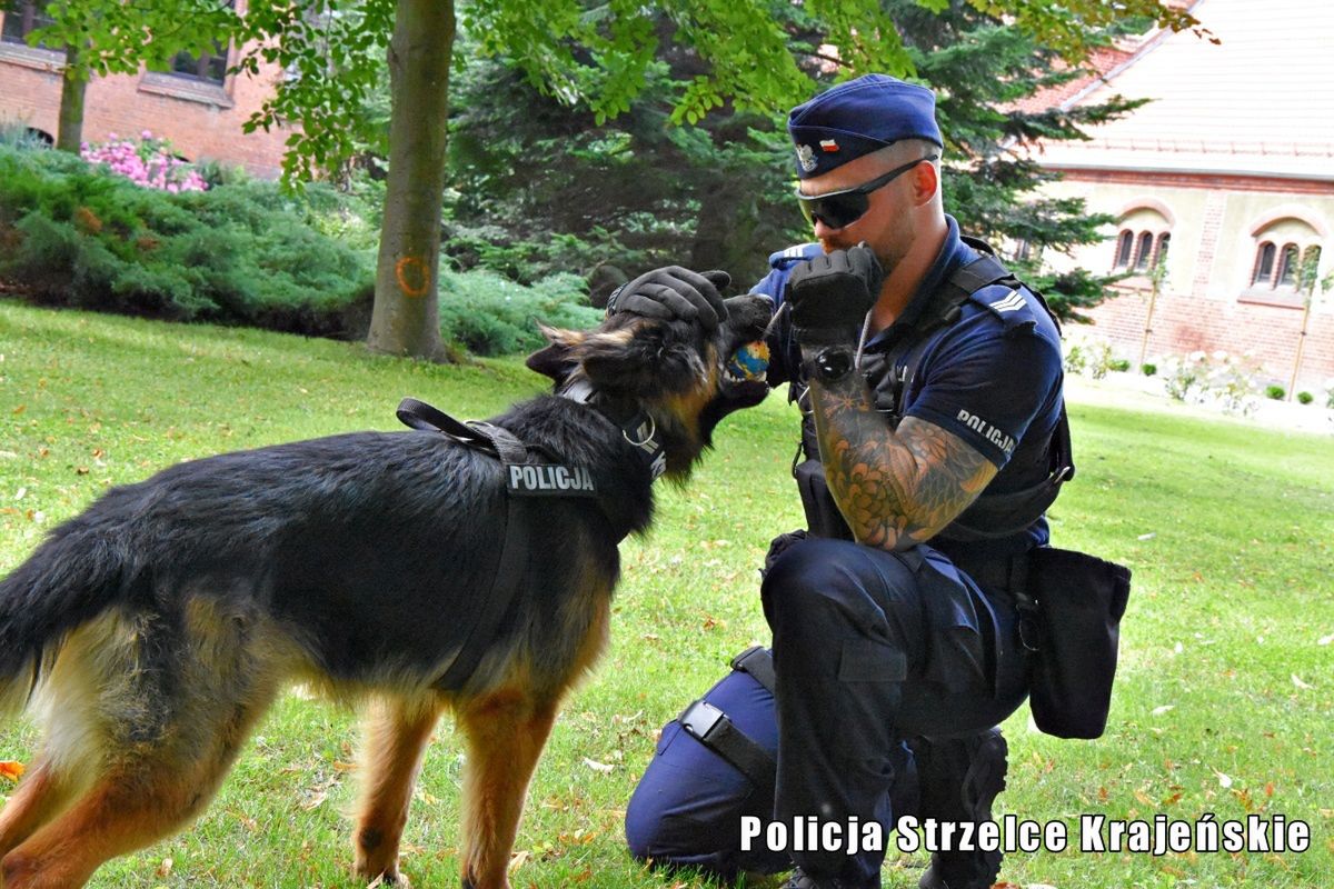 Strzelce Krajeńskie: Marihuana obok przetworów. Wywęszył ją pies Tobi