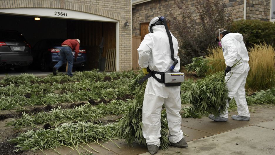 Agenci DEA niszczą nielegalną plantację marihuany w Kolorado
