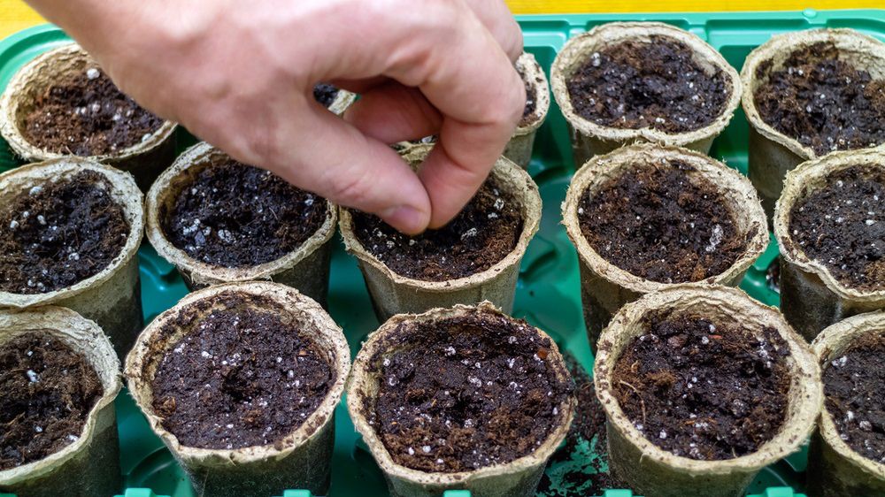 Jakie rośliny można wysiać już w styczniu?