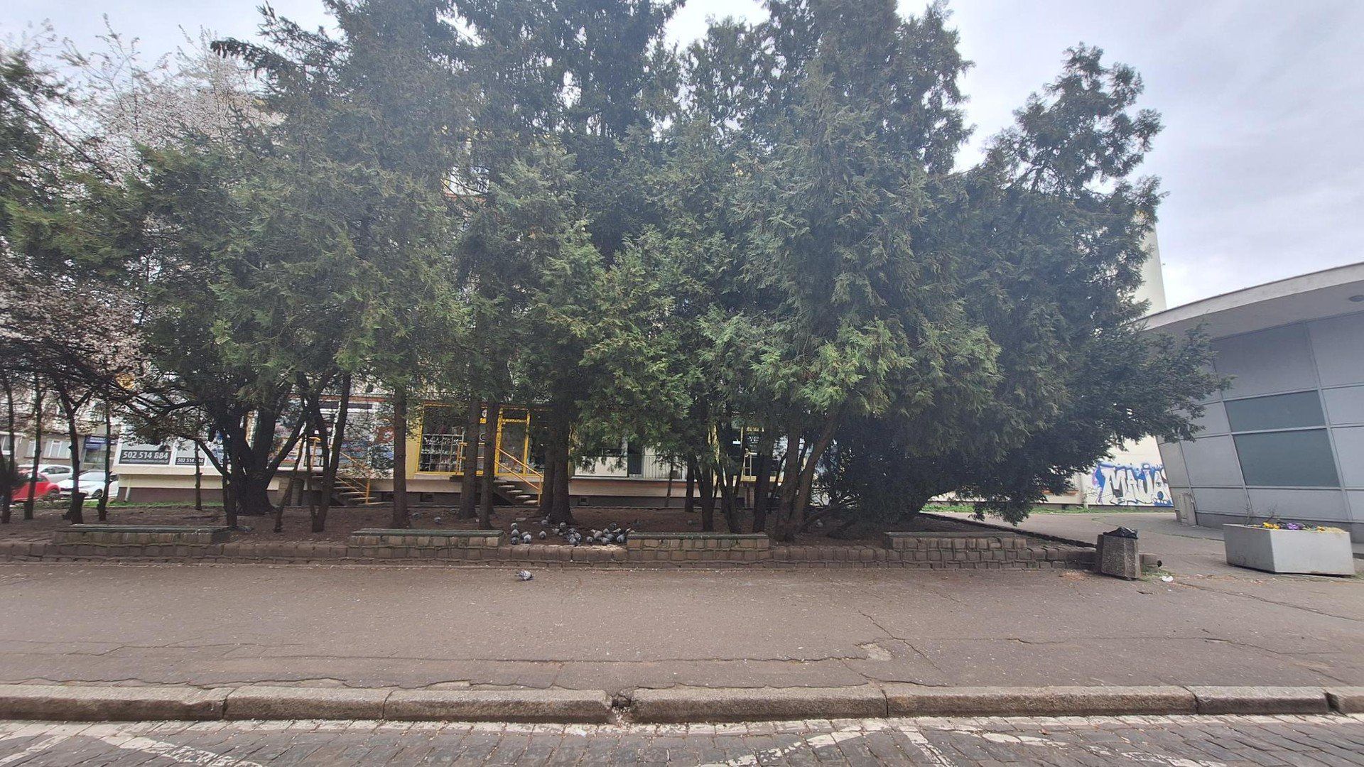 Gołębie przy ul. Pocztowej są od dawna.