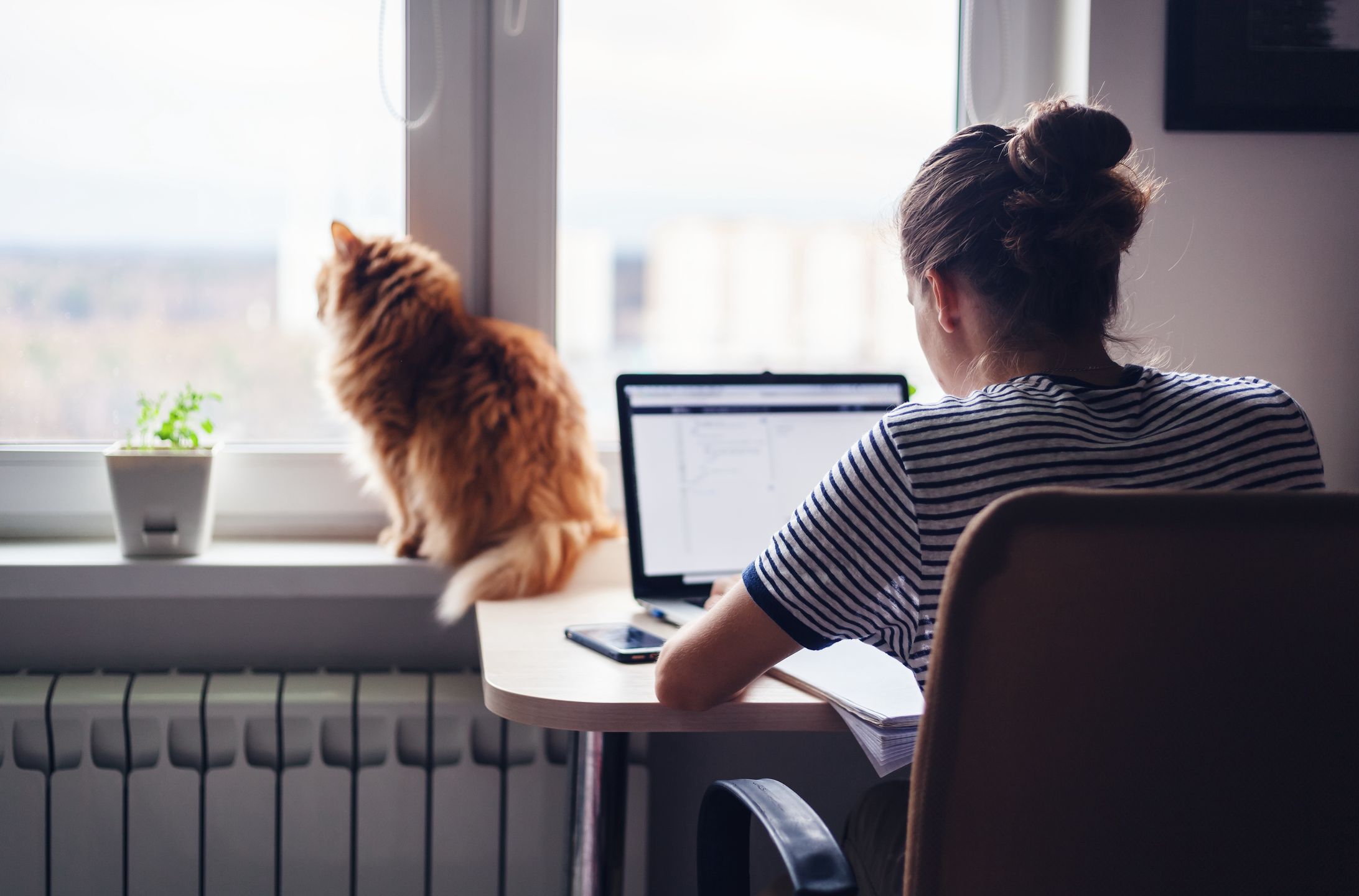 Girl student freelancer working at home on a task, the cat is sitting on the windowcomputer, woman, home, student, laptop, girl, work, female, young, office, job, business, project, freelance, education, desk, online, internet, businesswoman, lifestyle, working, workplace, modern, technology, person, sitting, using, freelancer, pc, worker, paper, designer, communication, hands, beautiful, web, comfortable, professional, casual, design, startup, cat, window, red, animal, domestic, pet, looking, portrait, fluffy, sit, computer, woman, home, student, laptop, girl, work, female, young, office, job, business, project, freelance, education, desk, online, internet, businesswoman, lifestyle, working, workplace, modern, technology, person using, freelancer, pc, worker, paper, designer, communication, hands, beautiful, web, comfortable, professional, casual, design, startup, cat, window, red, animal, domestic, pet, looking, portrait, fluffy, sit
