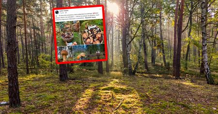 "Ziemia aż pulsuje". Wręcz przecierała oczy. Ujęcia z lasu
