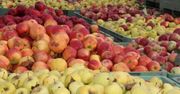 Listopadowe stawki w skupach jabłek. Sytuacja surowcowa 2025