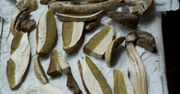 Grzyby susz w tej temperaturze. Nie stracą smaku, wartości i długo się nie zepsują