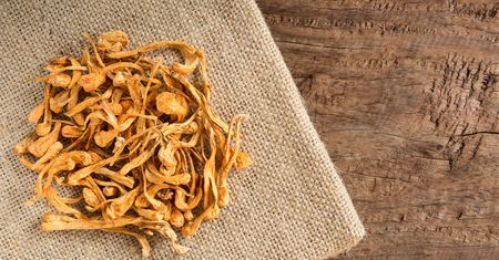 Cordyceps – właściwości, systematyka, działanie grzybów