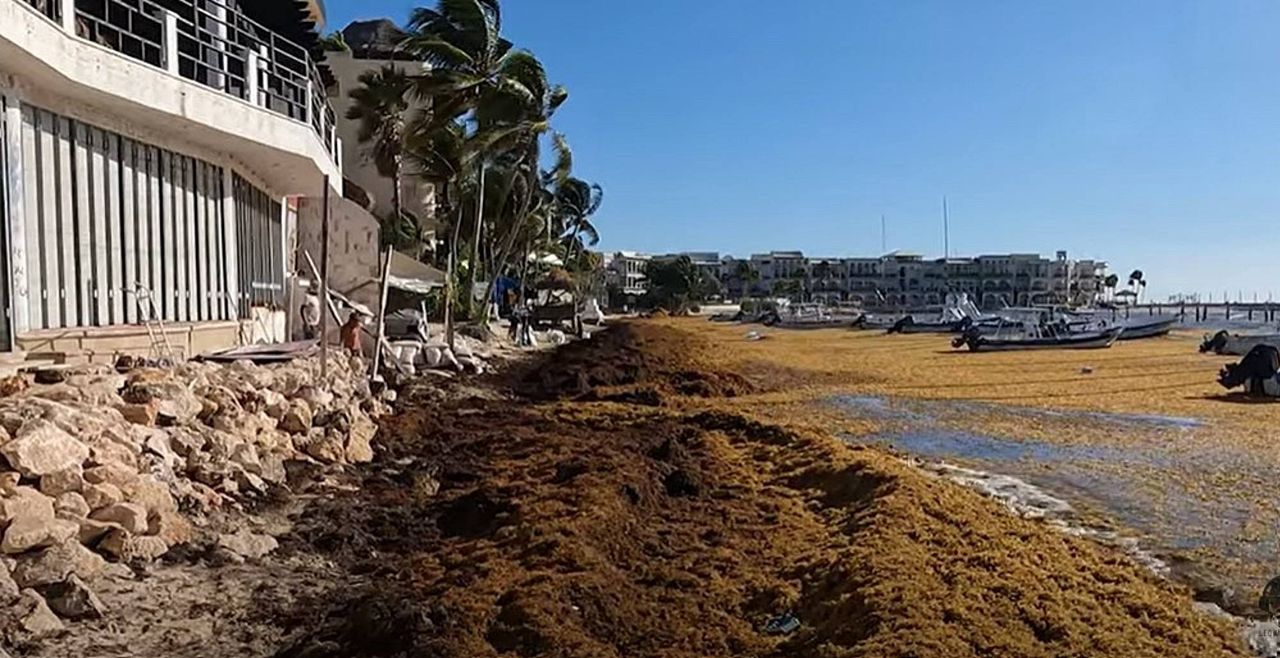 Sargassum na słynnej plaży Playa Del Carmen w Meksyku