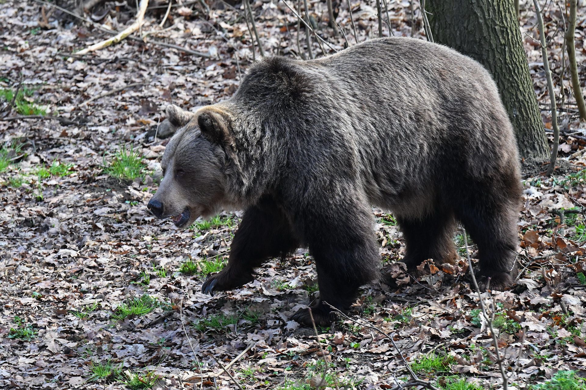 Niedźwiedź znów atakuje na Podkarpaciu. Rolnicy uciekli do samochodu — image 2
