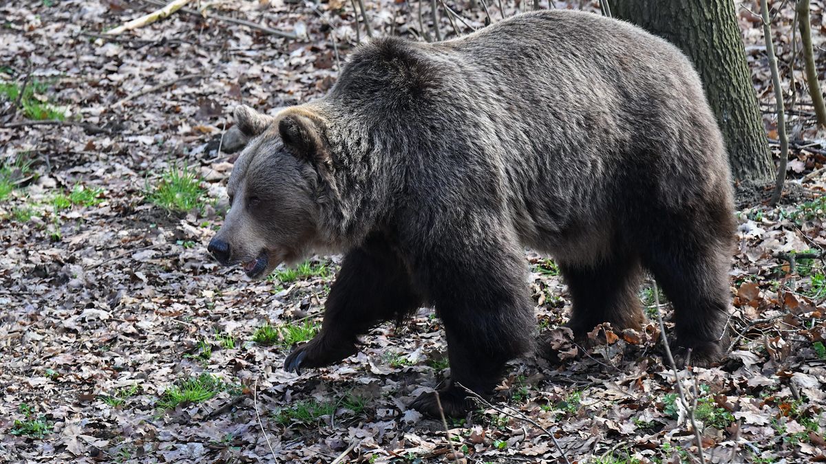 Niedźwiedź zaatakował rolników w Morochowie. Wójt alarmuje o utracie lęku przez zwierzę — image 2