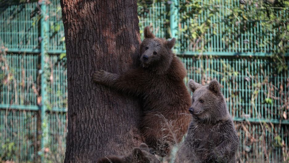 Tylko dwa małe niedźwiedzie ocalały po interwencji, jaka nastąpiła w stanie Colorado po ataku samicy na mieszkankę New Denver