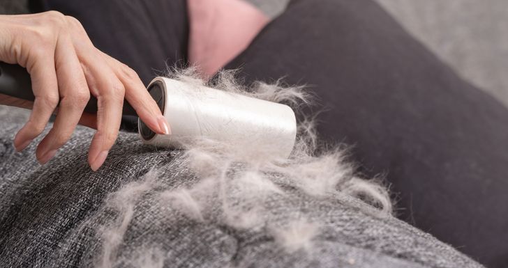 Jesienne linienie kotów i psów. Dlaczego właśnie teraz gubią więcej sierści?
