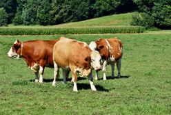 Nie żyje 61-latek. "Zwierzęta się wyrwały"