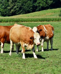 Nie żyje 61-latek. "Zwierzęta się wyrwały"