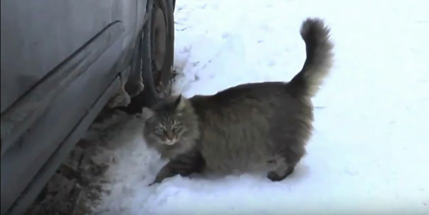 Kocica Masha, która uratowała niemowlę