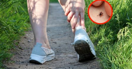 Wysmarkuj kostki przed wyjściem do lasu. Kleszcze nawet się nie zbliżą