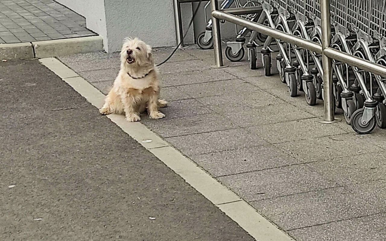 Pies czekający na właściciela przed sklepem