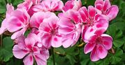 Sypię to pod zmarniałe po zimie pelargonie, dzięki temu w mig wypuszczą pąki