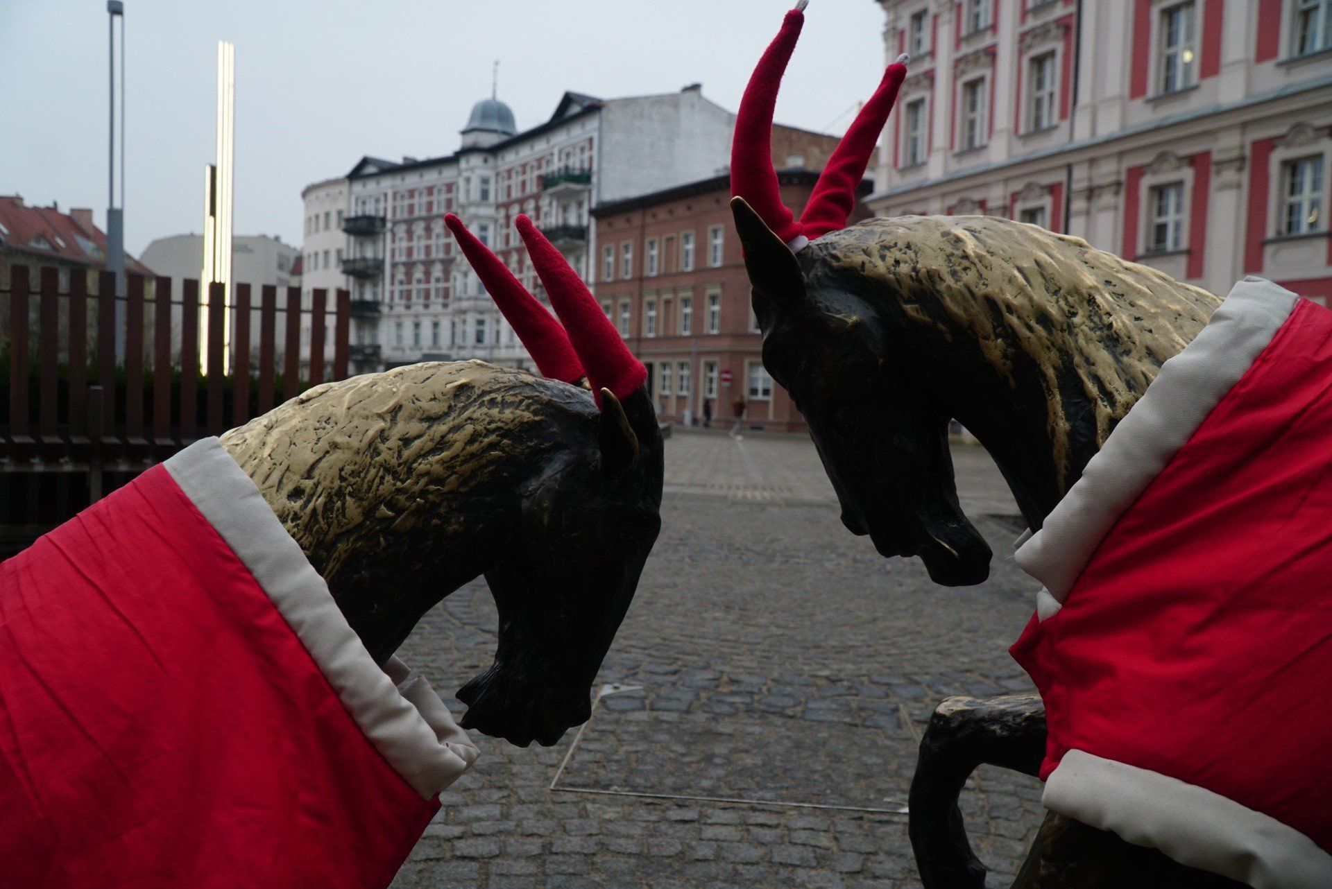 Rzeźba poznańskich koziołków została ubrana