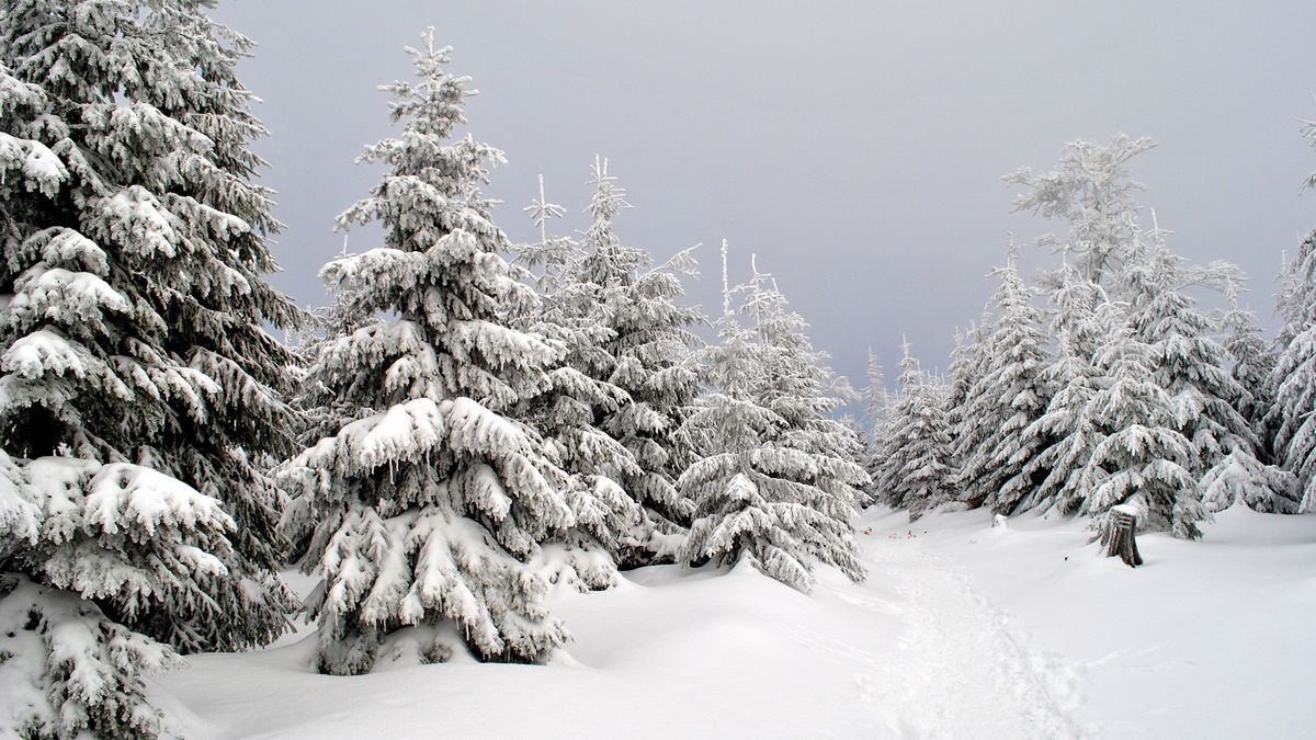 Tyle zapłacisz za żywą choinkę. Zdjęcie ilustracyjne. 