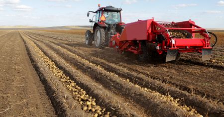 Drastycznie trudna sytuacja producentów ziemniaków. Może grozić im bankructwo