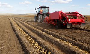 Drastycznie trudna sytuacja producentów ziemniaków. Może grozić im bankructwo