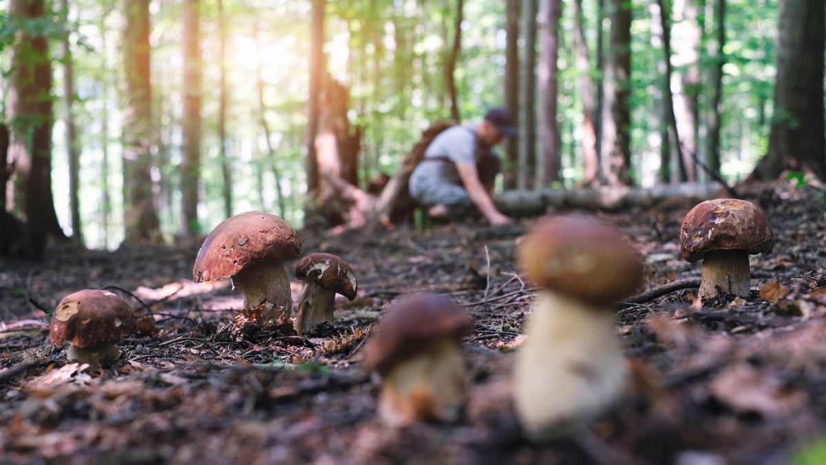 Tragiczne zakończenie grzybobrania. Policja apeluje o ostrożność