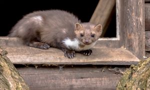 Rozbij przed domem. Kuny więcej się nie zbliżą