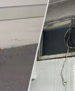 Afera w policji. Sanepid reaguje na grzyb i myszy w komisariacie