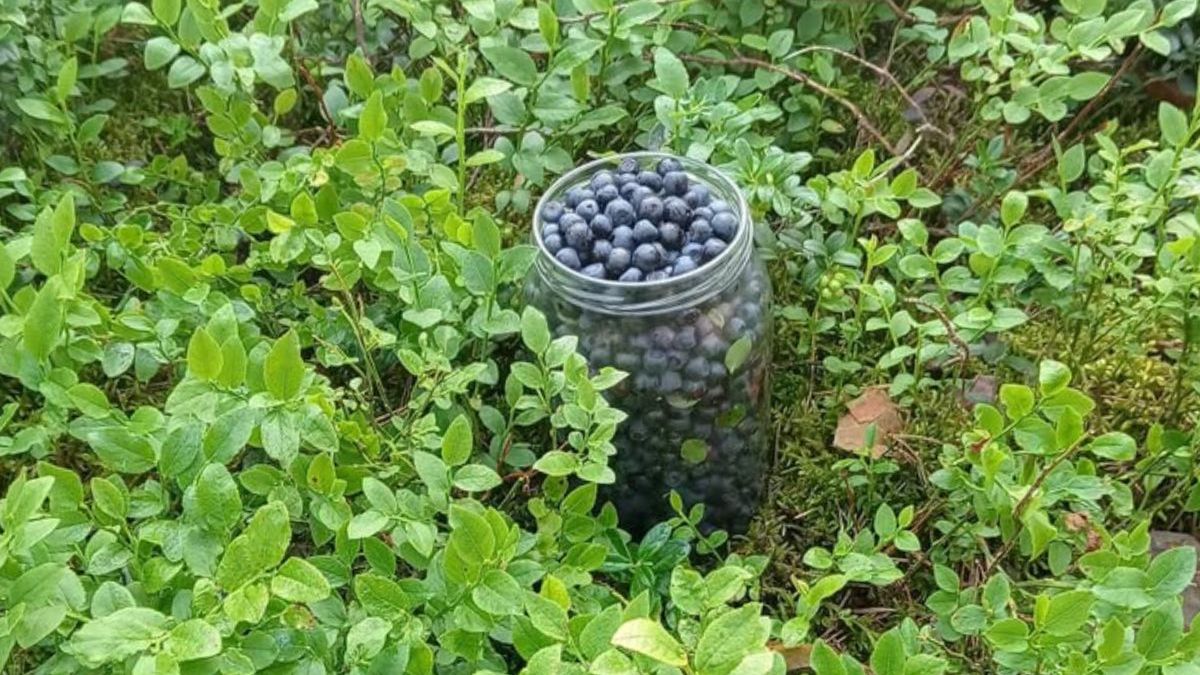 Trudny sezon dla handlarzy jagodami