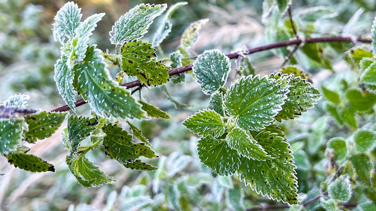 las pogoda jesień przymrozki przymrozek mróz 