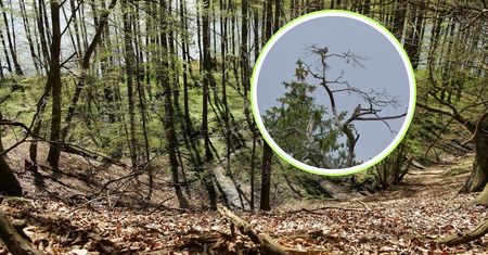 Rzadki drapieżnik na Mazurach. Leśnicy w euforii. Wrócił po latach nieobecności