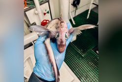 Niesamowite, co złapał w sieci w Morzu Norweskim. Wygląda jak mały smok