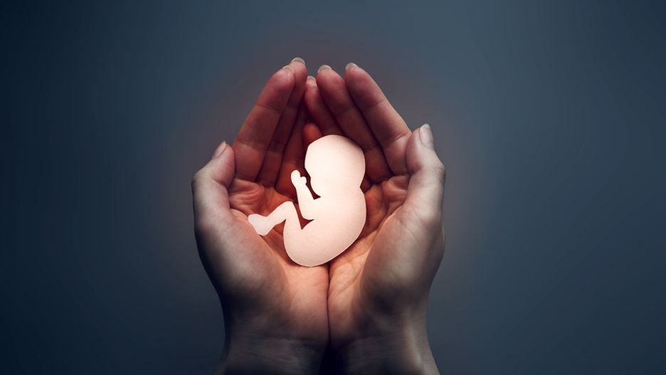 Ciałko żółte produkuje i wydziela progesteron, odpowiedzialny m.in. za utrzymanie ciąży