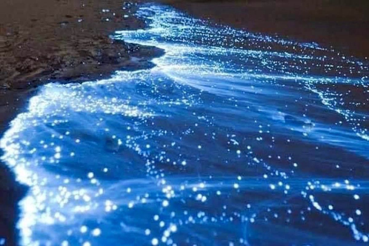 Bioluminescencyjny plankton pojawił się na plaży w Acapulco