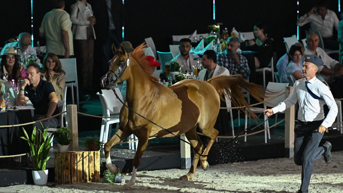 klacz Prego�a
Wojtek Jargi�o
arabskie, aukcja, Dni Konia Arabskiego 2024, hippika, hodowla, konie, ko�, Narodowy Pokaz Koni Arabskich Czystej Krwi, pokaz, Pride of Poland 2023, stadnina