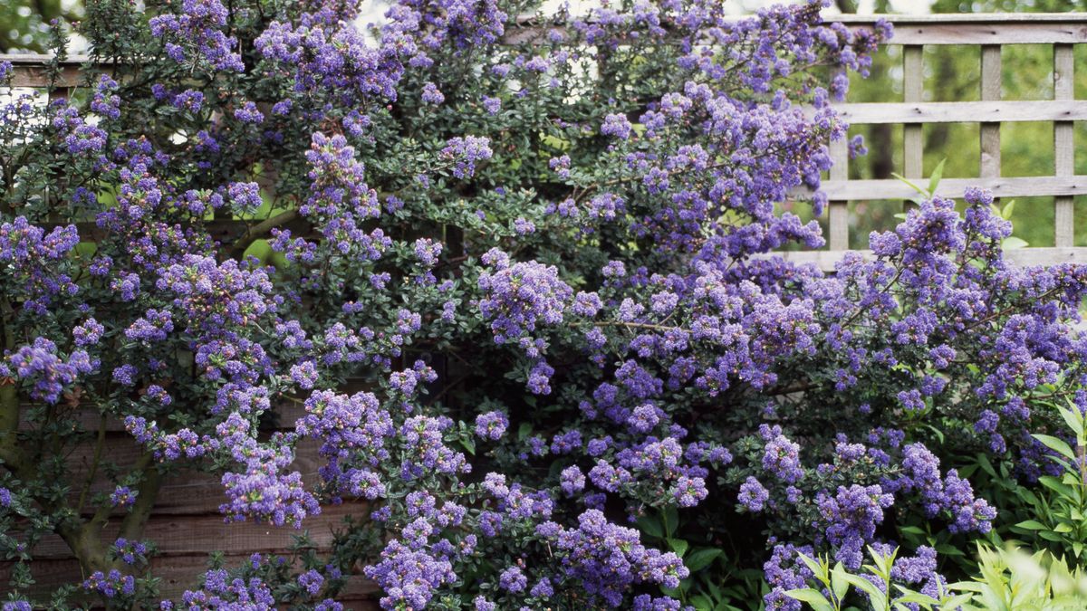 Prusznik niebieski przyciąga spojrzenia