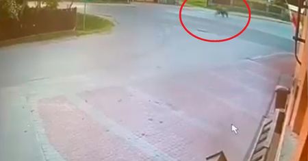 Nagranie z Podkarpacia. Niedźwiedź się nie krępował. Jest ostrzeżenie