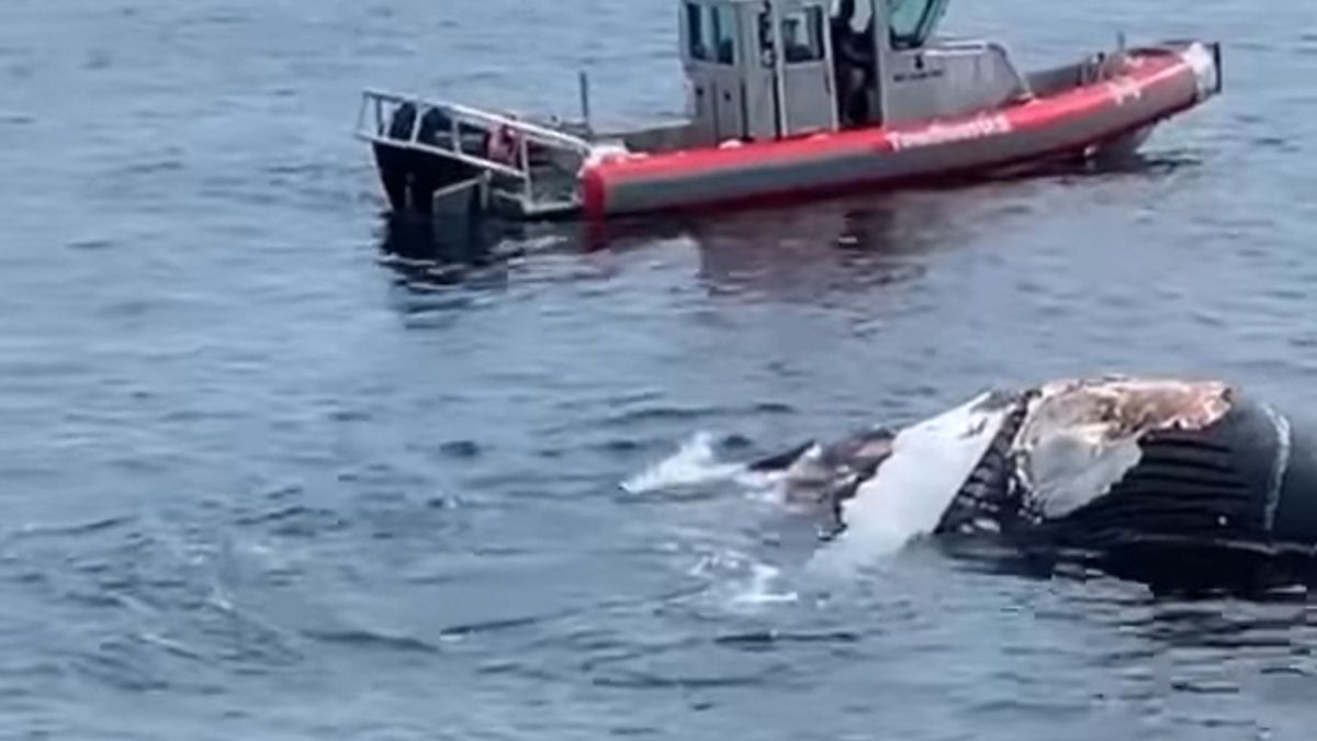 rekiny zjadające wieloryba