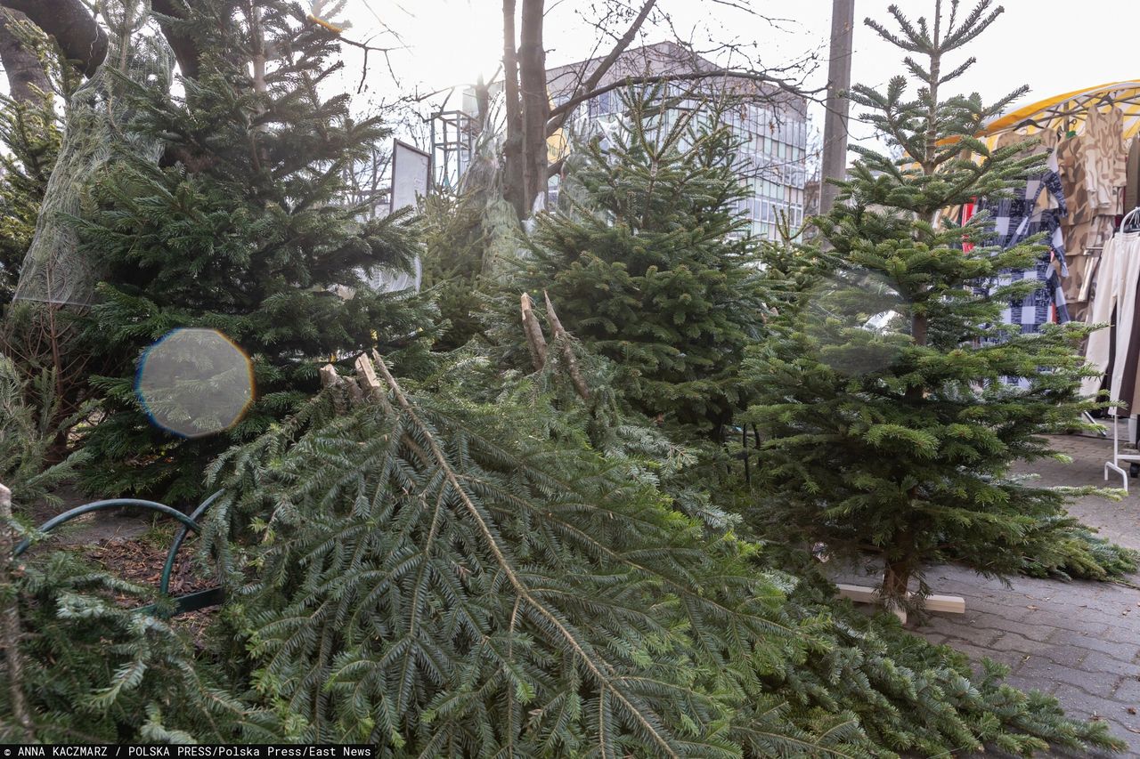 Topią je w rzekach. W Finlandii nie wyrzuca się choinek na śmietnik